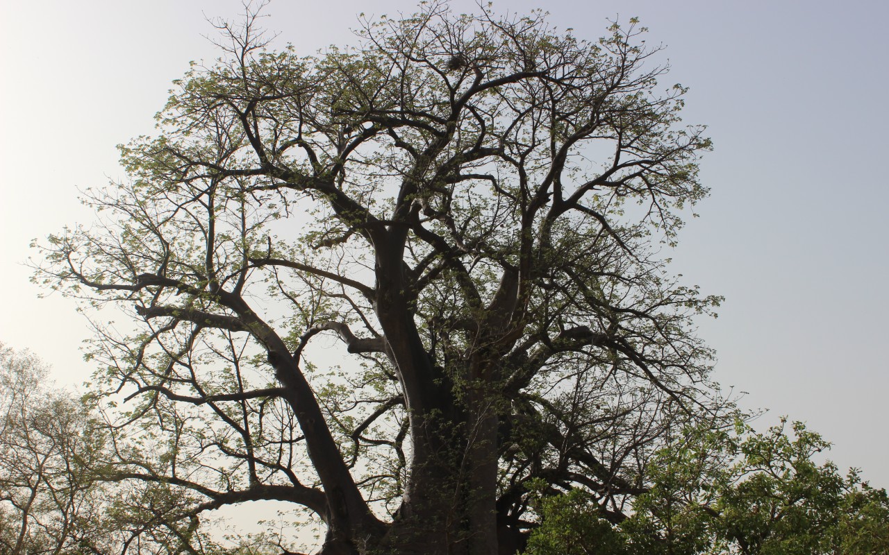 In most of Africa, traditional farms involve trees – a practice known as agroforestry.