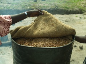 Parboiling local "country" rice in Sierra Leone