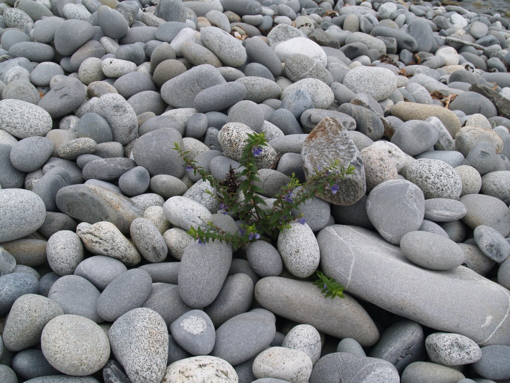 The beautiful worn stones of a Nova Scotia beach, this one in Guysborough County