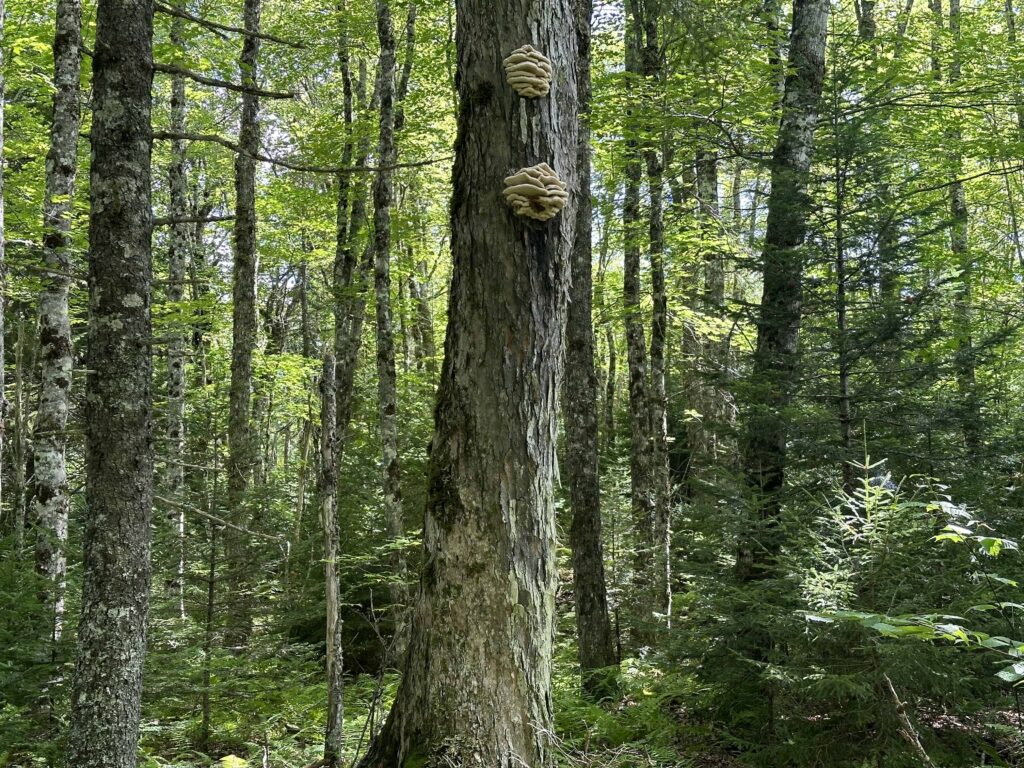 A photo of old growth Wabanaki-Acadian forest, with a mature deciduous tree trunk in the foreground, and on it, grow two yellowish stacks of fungi. There are hardwoods and softwoods (conifers) standing in this patch of forest, and the canopy is so thick, the blue sky is barely visible.