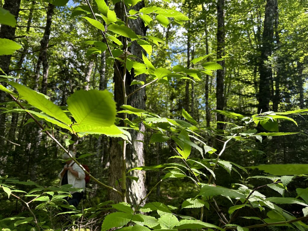 Brilliant green leaves in the foreground of a photo taken inside a mature mixed Wabanaki-Acadian forest. Behind the leaves a grey-haired woman with a white shirt and a red backpack stands behind a thick tree trunk. Through the forest canopy there are small glimpses of blue sky and white clouds.
