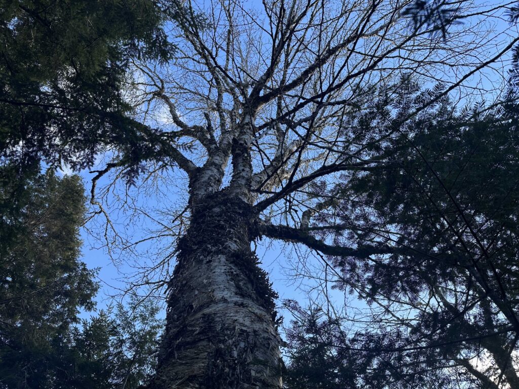Looking up at a clear blue sky at the dark silhouette of a tall, very large yellow birch tree in the fall, so the tree branches are bereft of leaves.