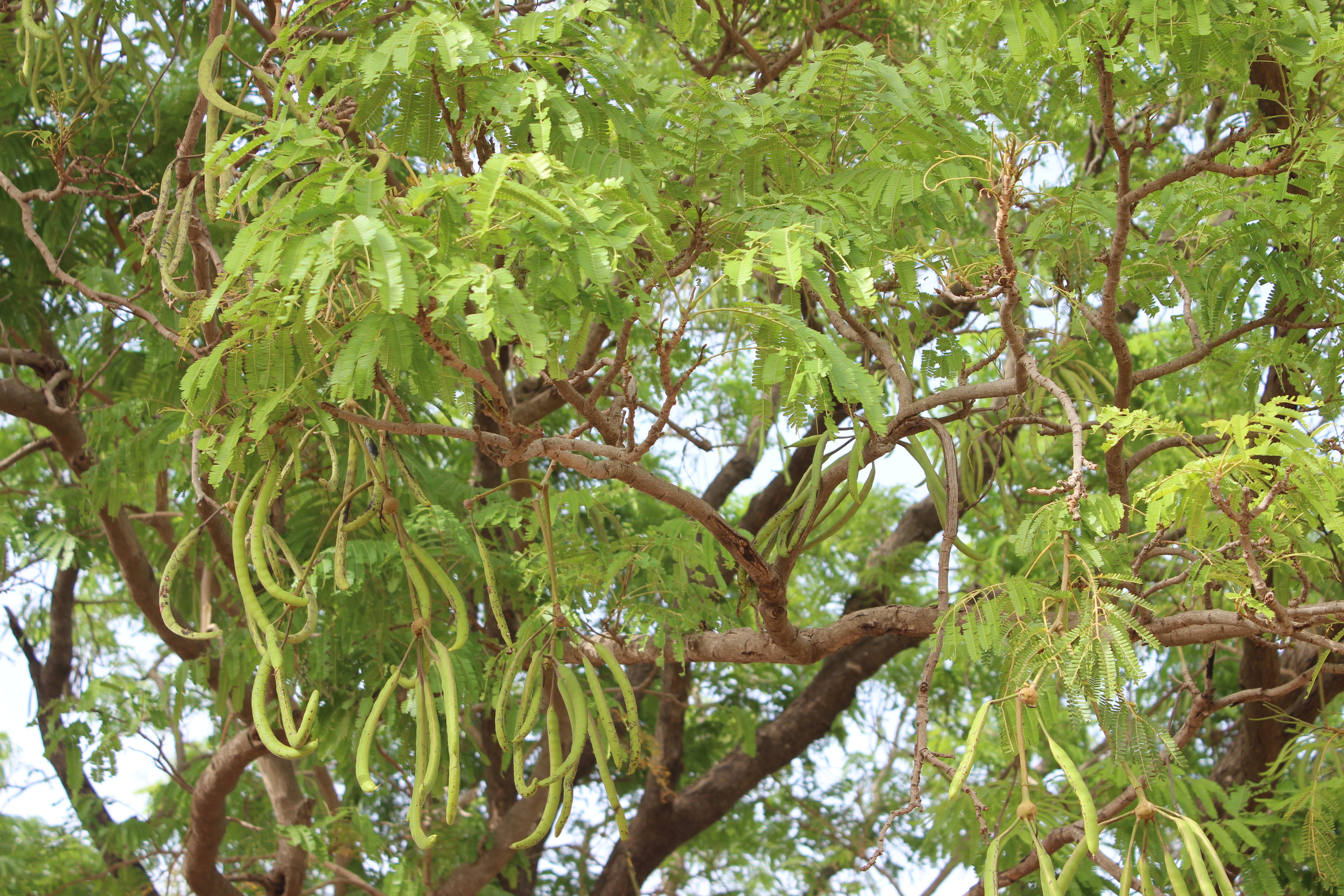 'Nere' or 'locust bean' trees (Parkia biglobosa) produce nutritious yellow flour & protein-rich seeds.