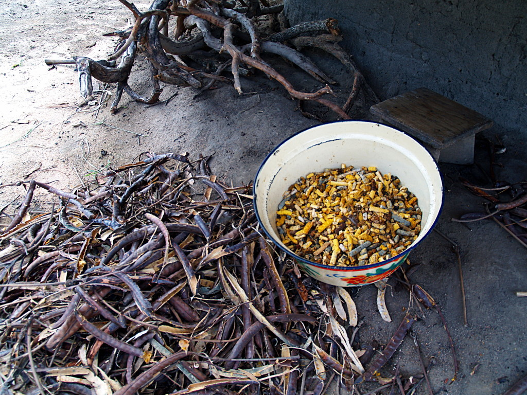 Dawa dawa, locust bean . .. the pods of the Parkia biglobosa tree provide invaluable and nutritious foods.
