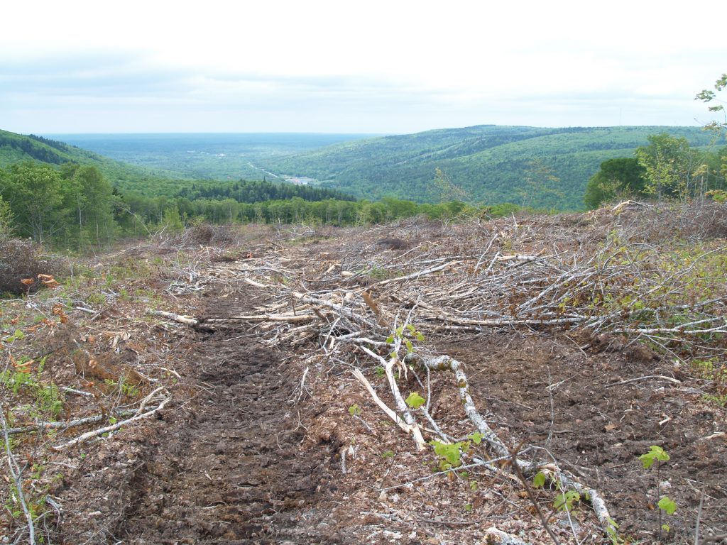 Northern Pulp clearcut on land the province loaned it funds to purchase in Wentworth Valley. Photo by Joan Baxter